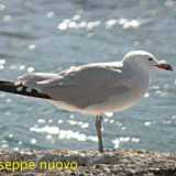 Gabbiano corso